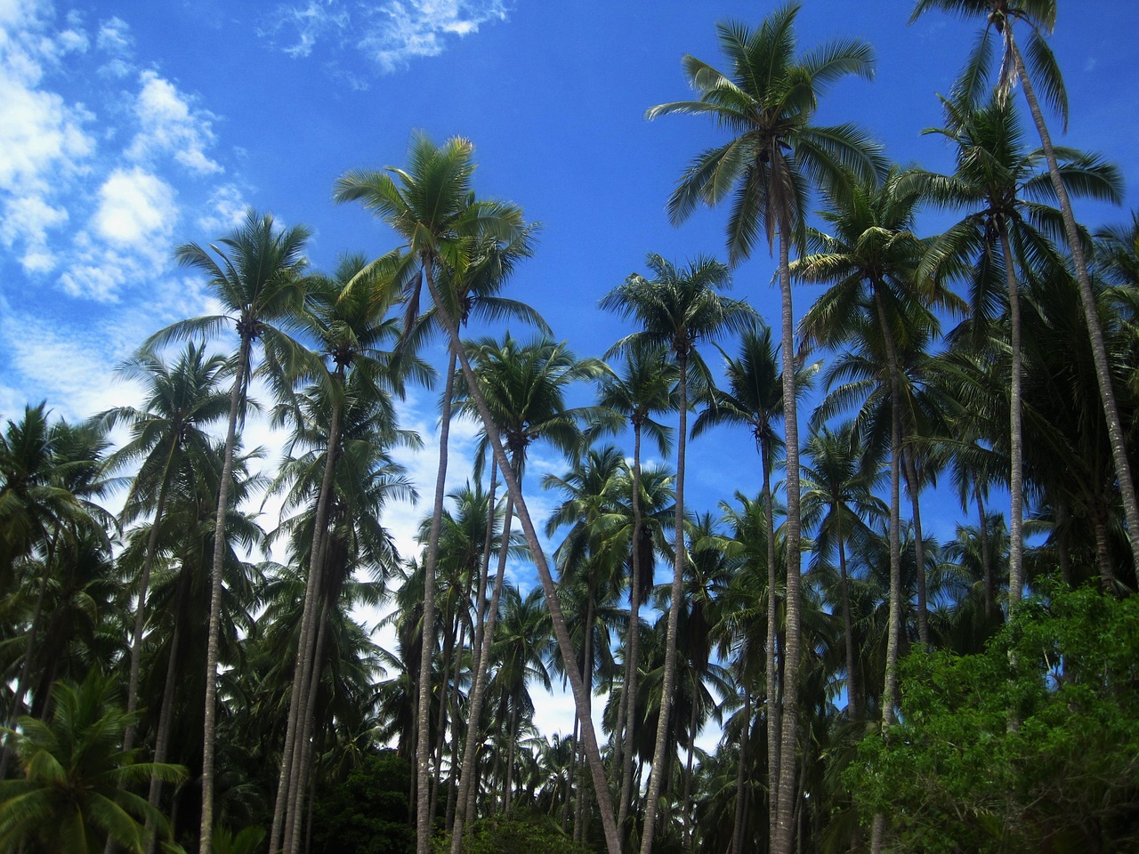 coconut trees costa rica frond free photo