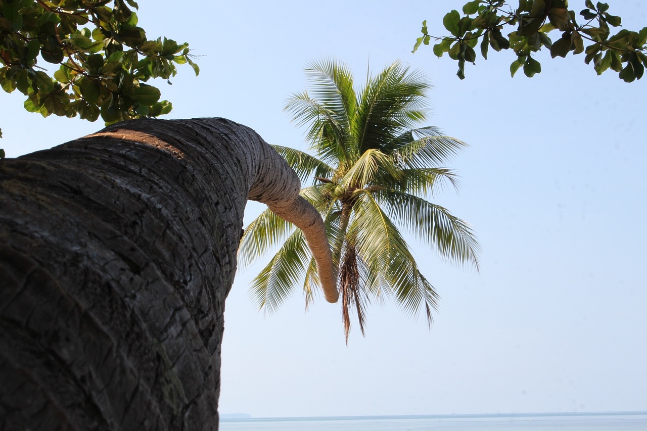 coconut trees tree coconut free photo