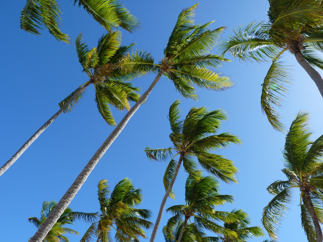 coconut trees trees palm free photo