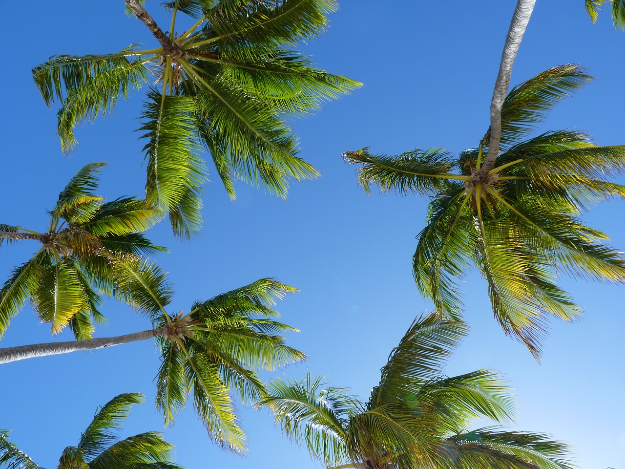 coconut trees trees caribbean free photo