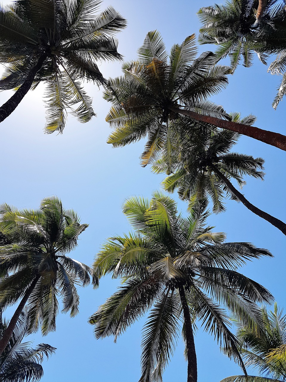 coconut trees palm trees sky free photo