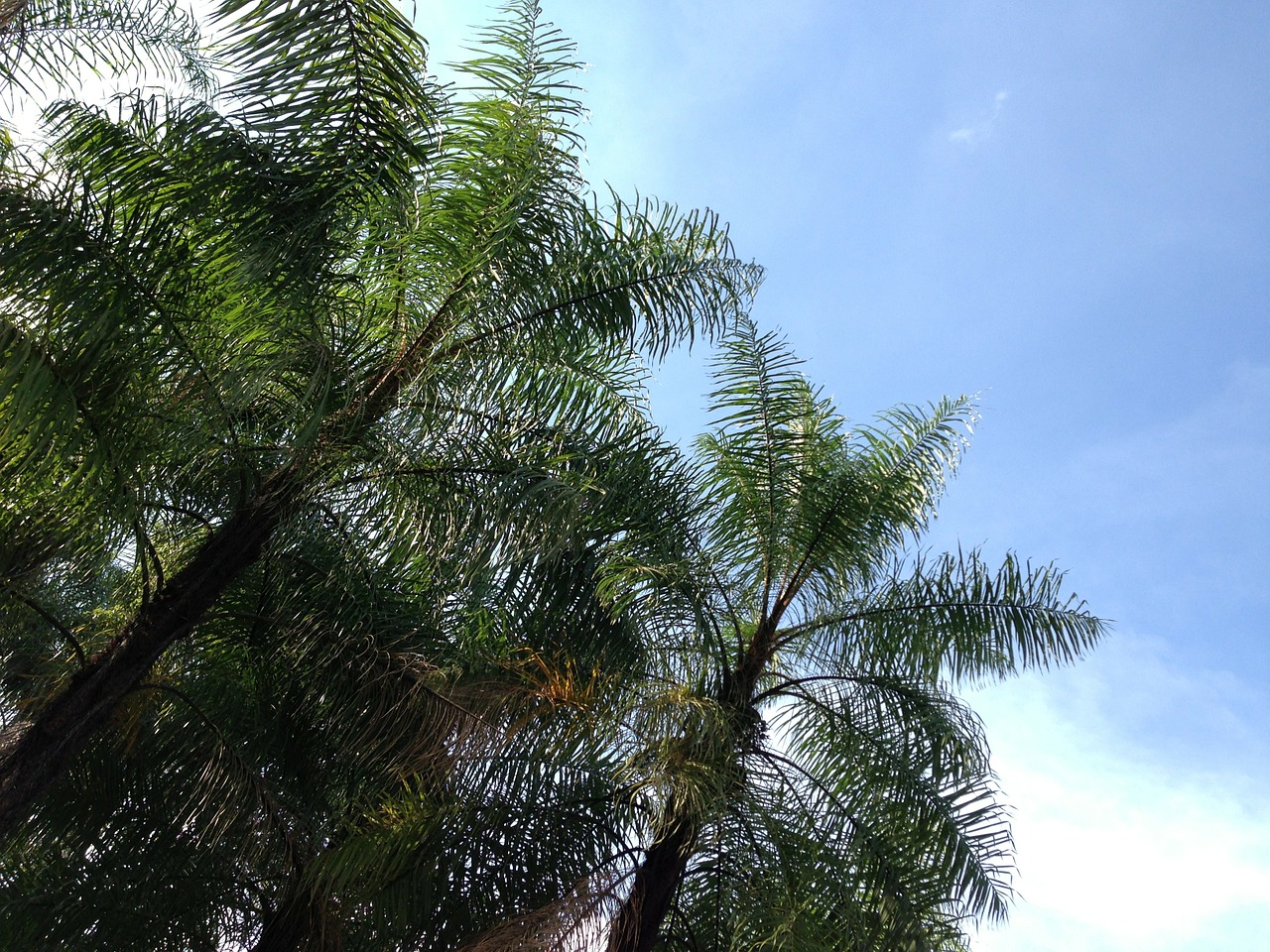 coconut trees sky shadow free photo