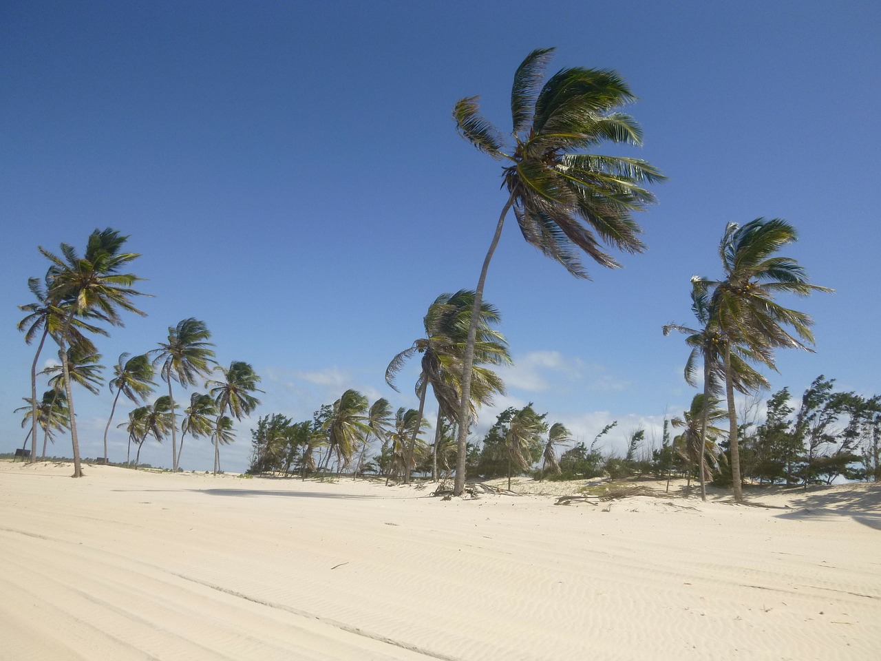 coconut trees wind sand free photo