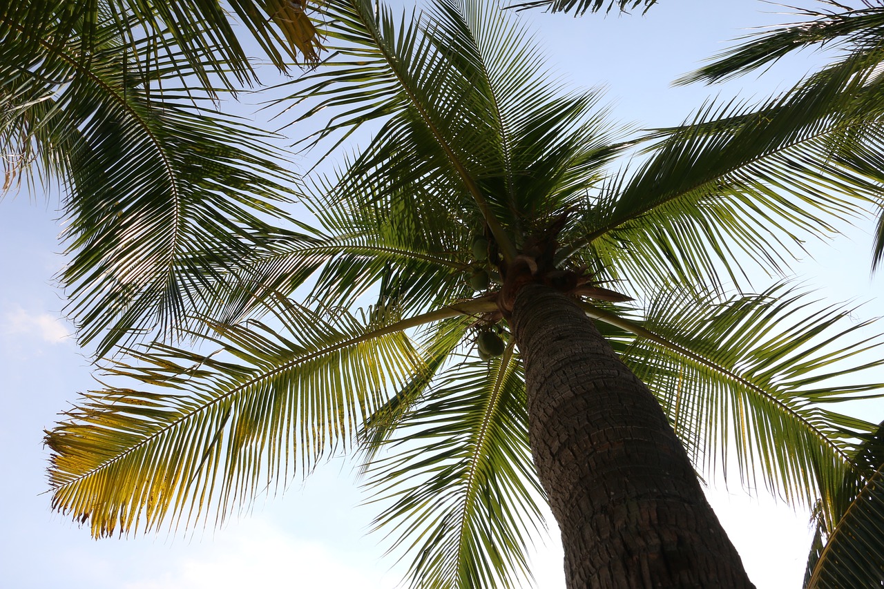 coconut trees  plant  the scenery free photo