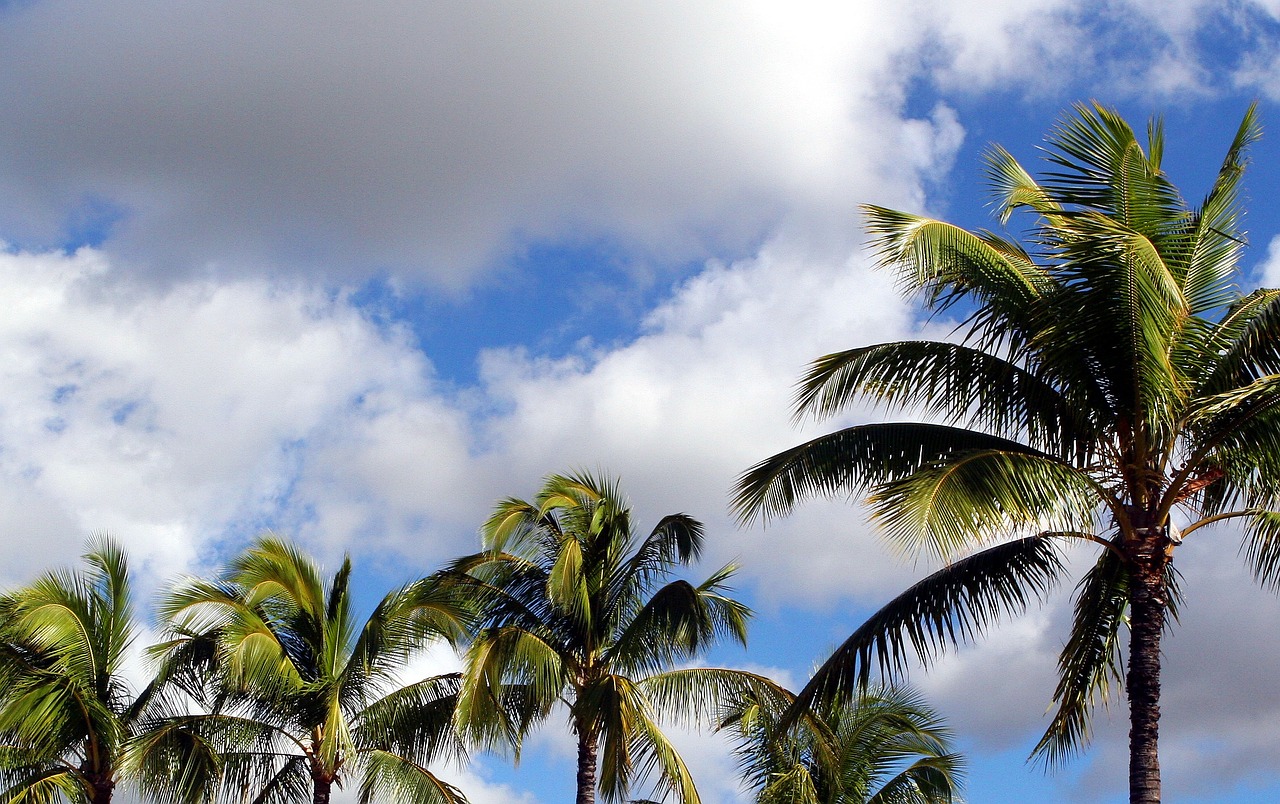 coconut trees blue sky free photo