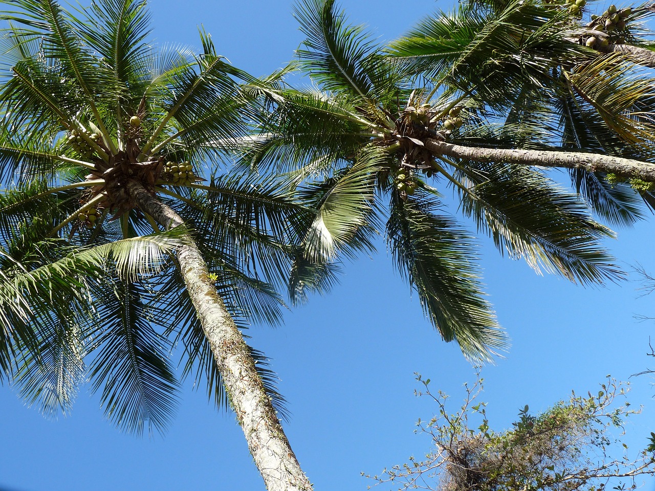 coconut trees pier itaguá free photo