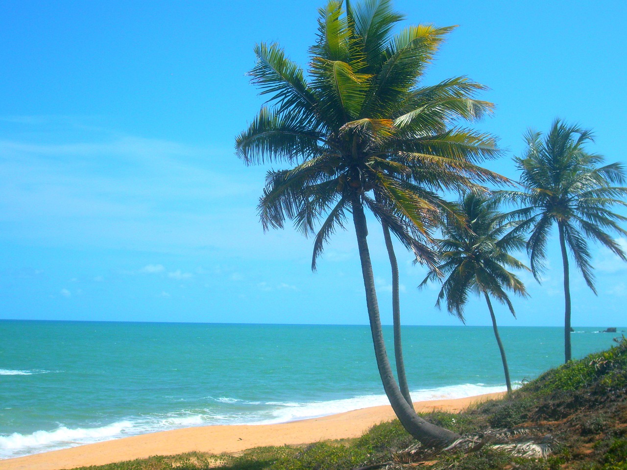 coconut trees beach litoral free photo