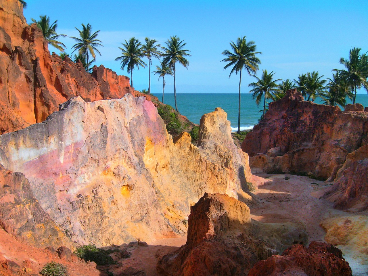 coconut trees cliffs mar free photo