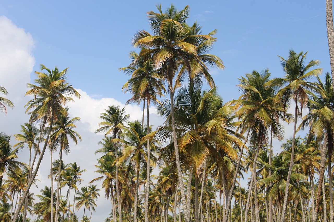 coconut trees coconut palms free photo