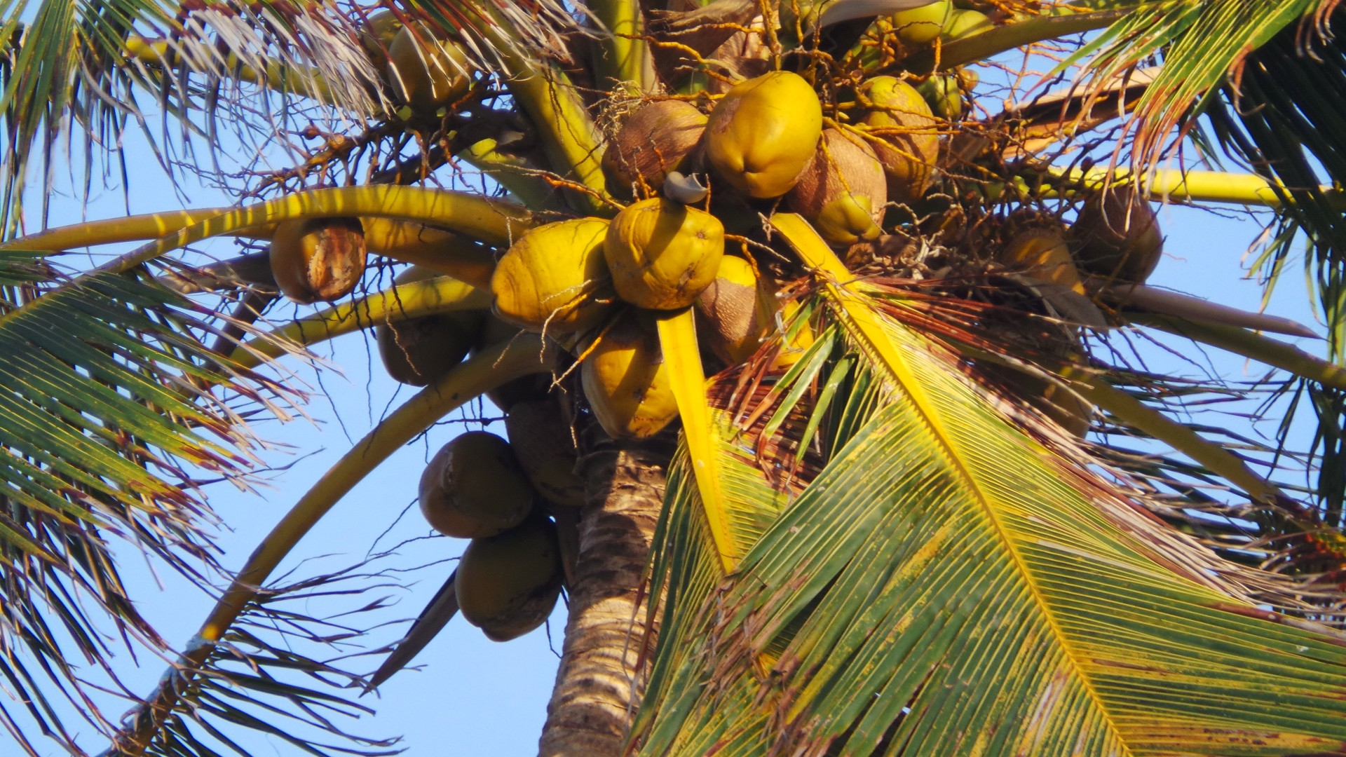 coco coconut tree coconut free photo