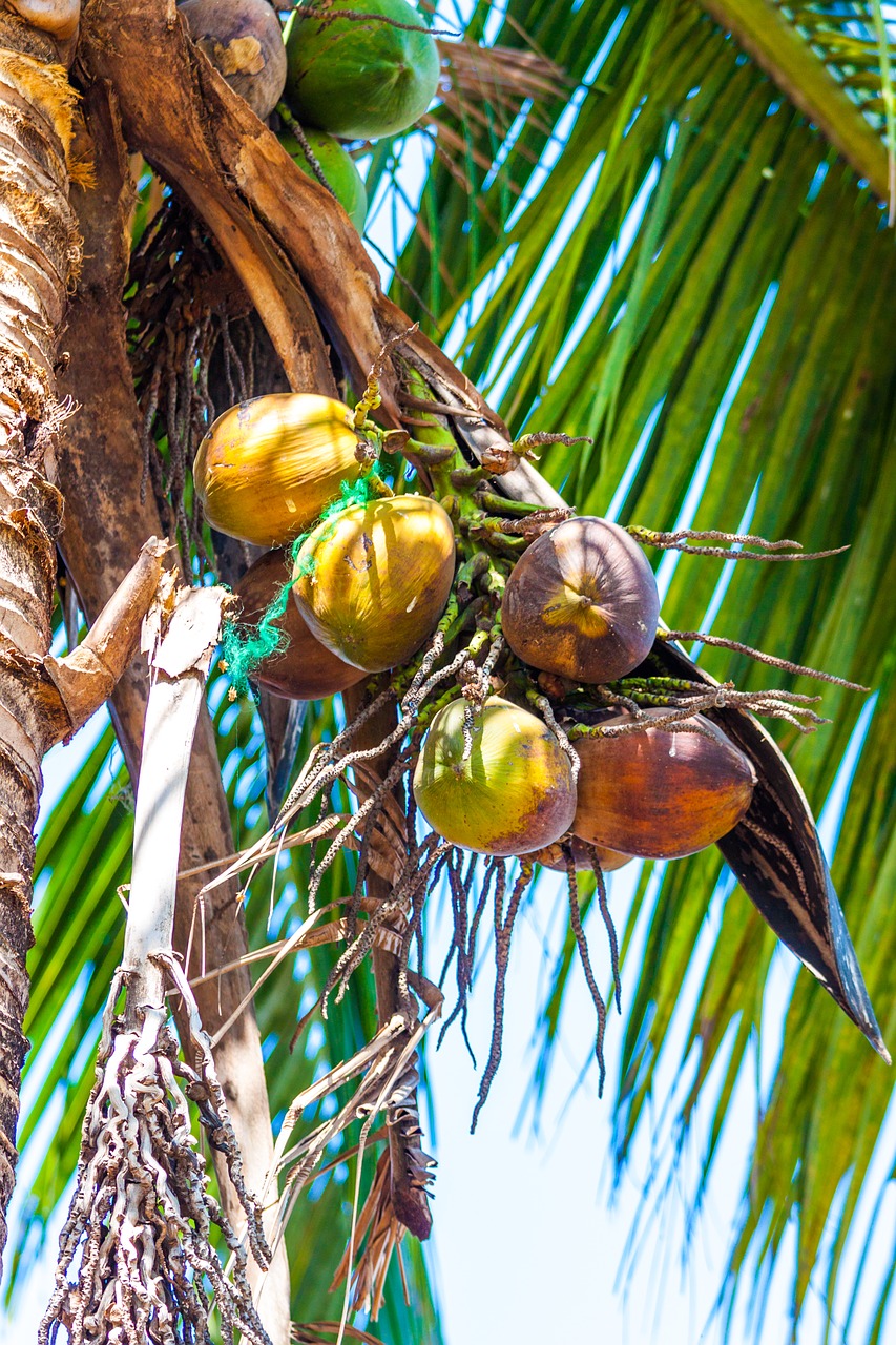 coconuts palm palm fronds free photo