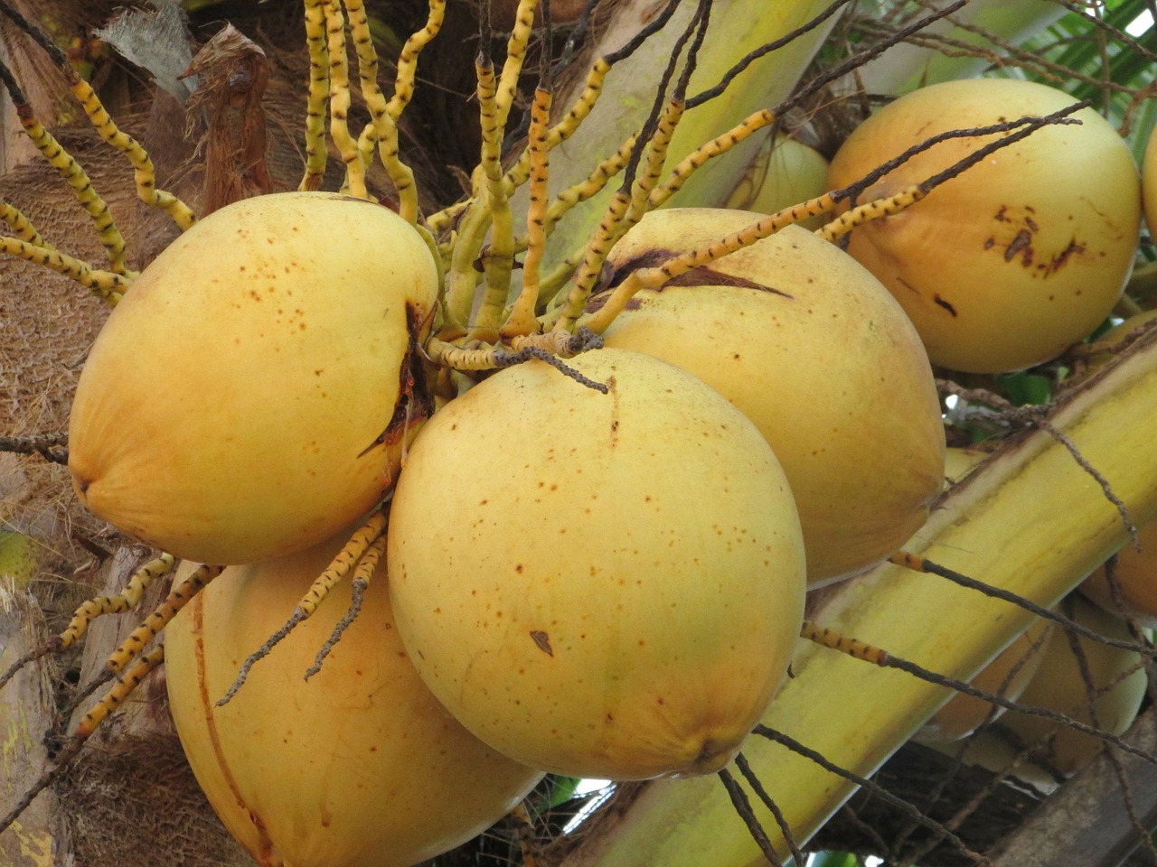 coconuts nuts cocos nucifera free photo