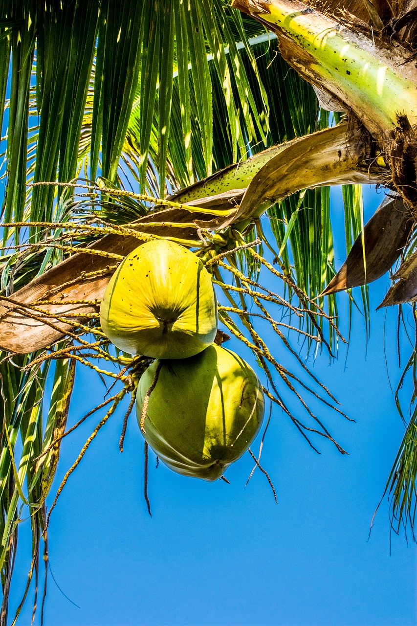 coconuts coconut coconut tree free photo