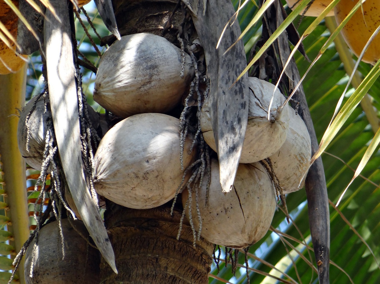 coconuts tree-dried cocos nucifera free photo