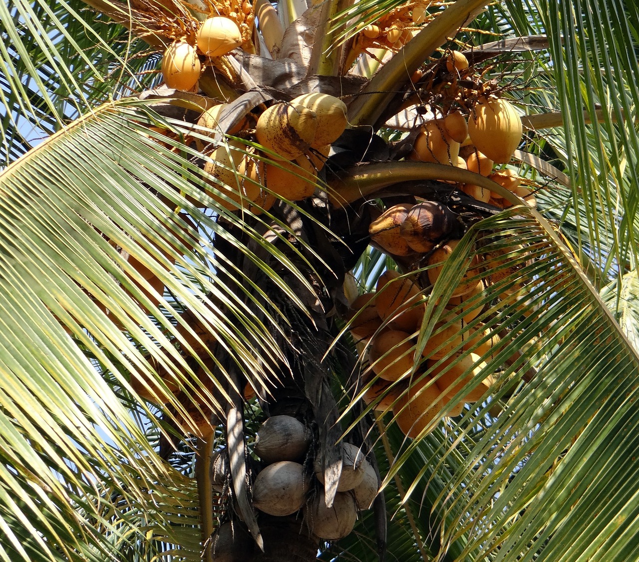 coconuts malayan cocos nucifera free photo