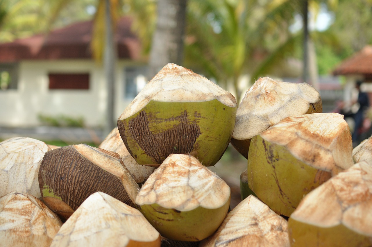 coconuts resort drinks free photo
