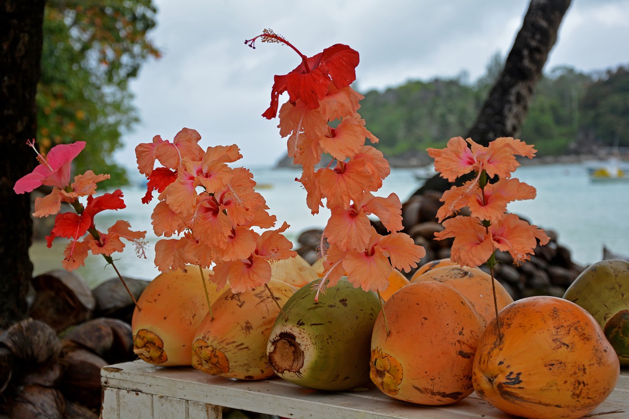 coconuts  tropics  paradise free photo