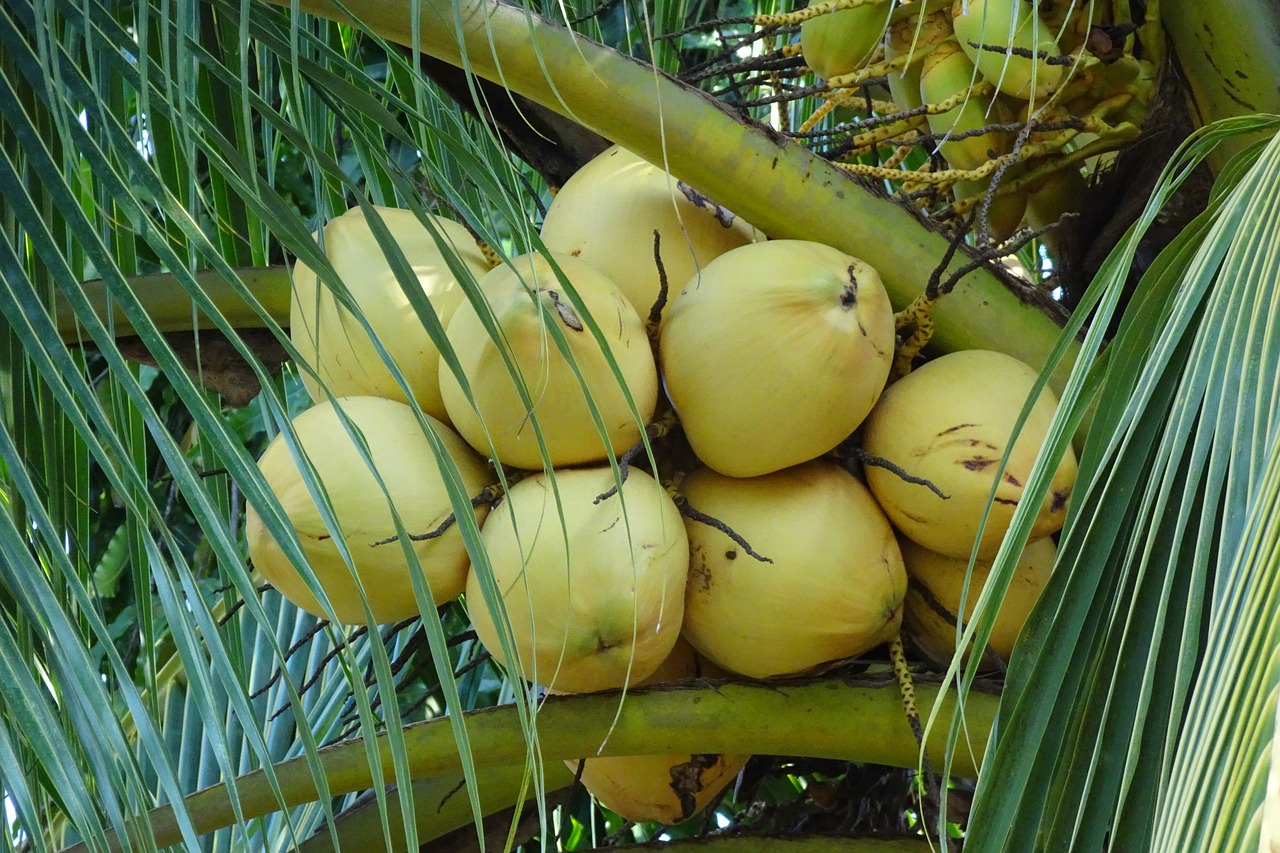 coconuts  yellow  cocos nucifera free photo