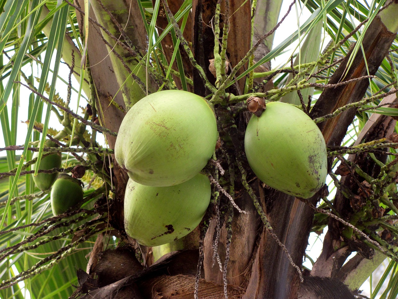 coconuts fruit fruits free photo