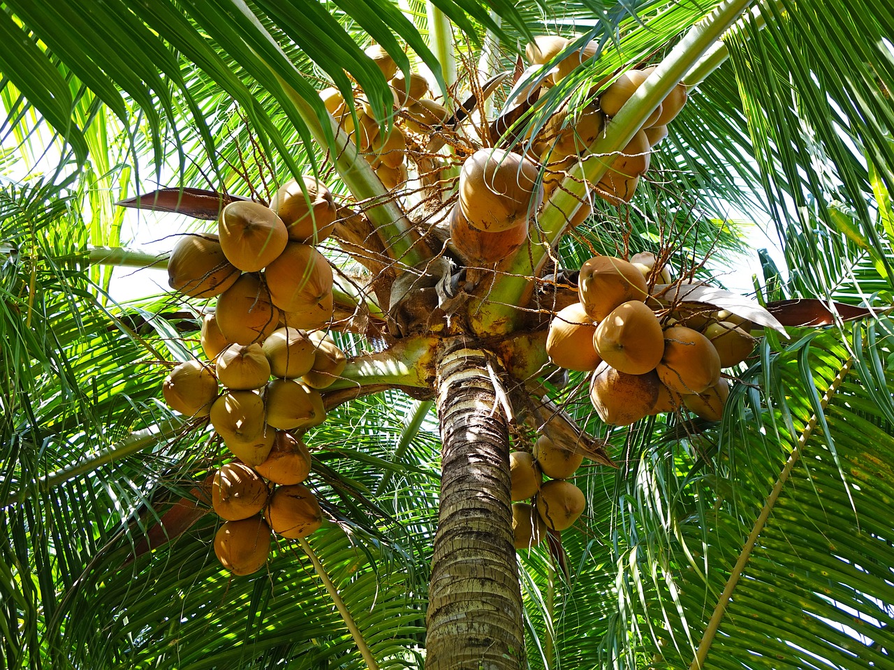 coconuts palm tree green free photo