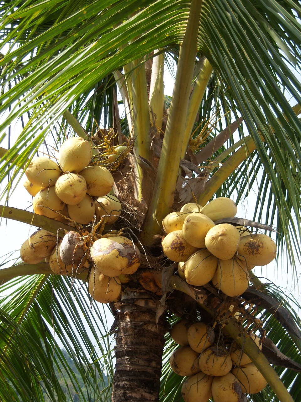 coconuts palm frond free photo