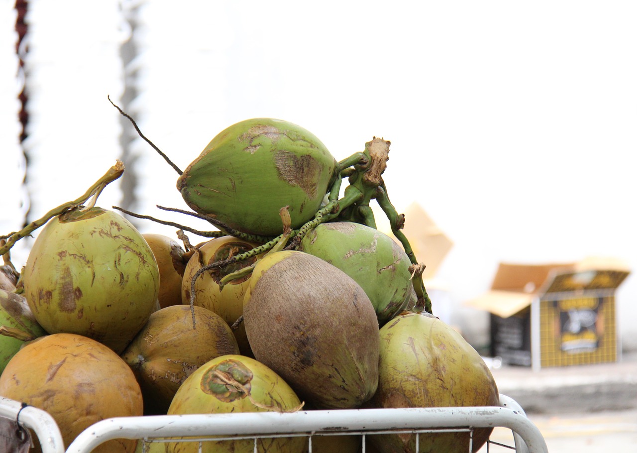 coconuts tropics drink free photo