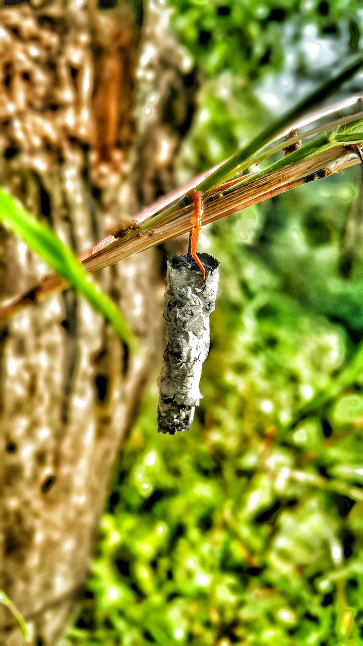 cocoon insects butterfly free photo