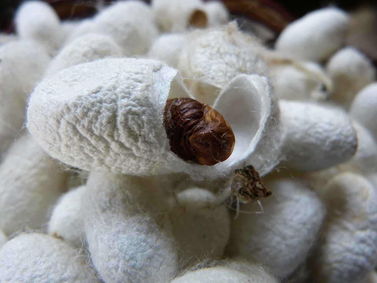 cocoon silkworm silk free photo