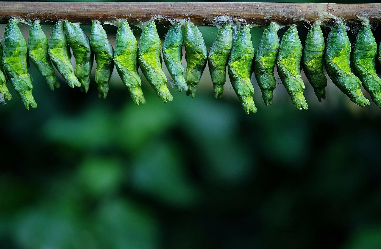 cocoon cocoon butterfly larva free photo
