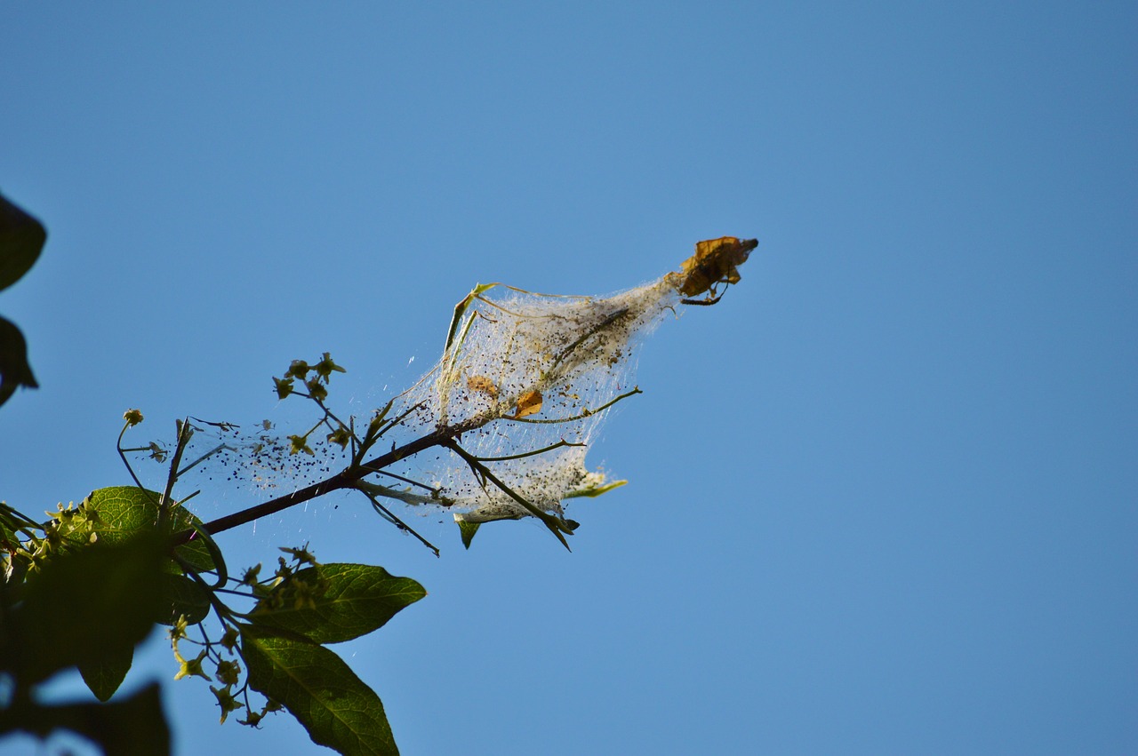 cocoon nest network free photo