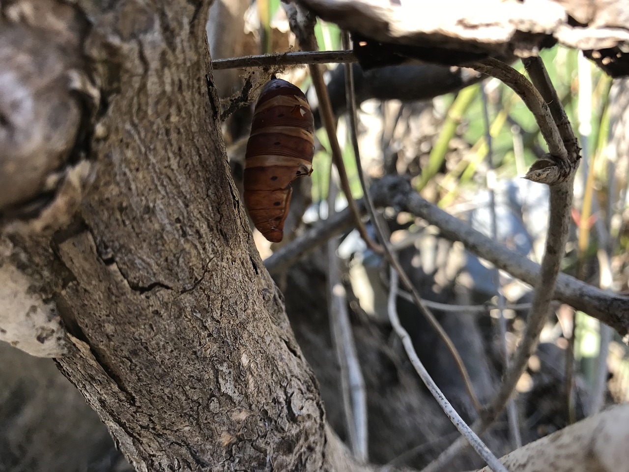 cocoon butterfly nat free photo