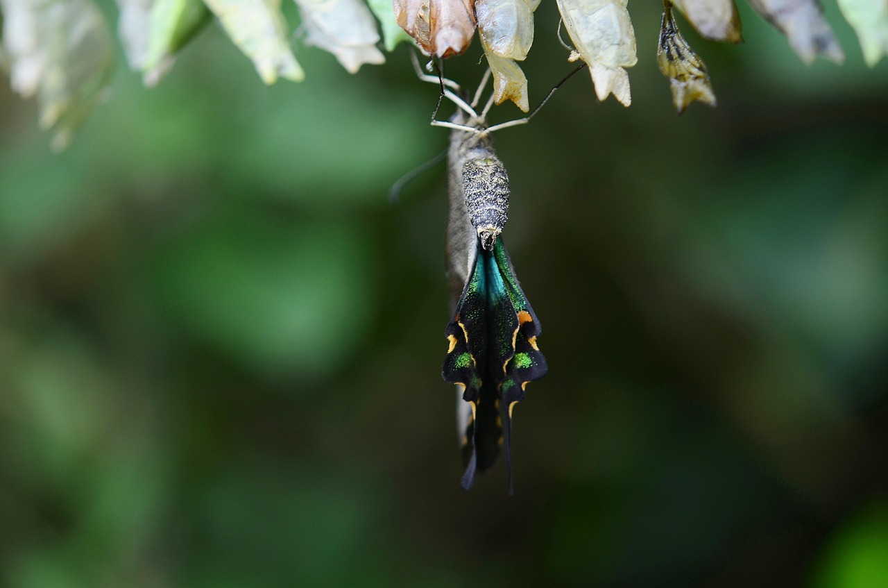 cocoon butterfly insect free photo