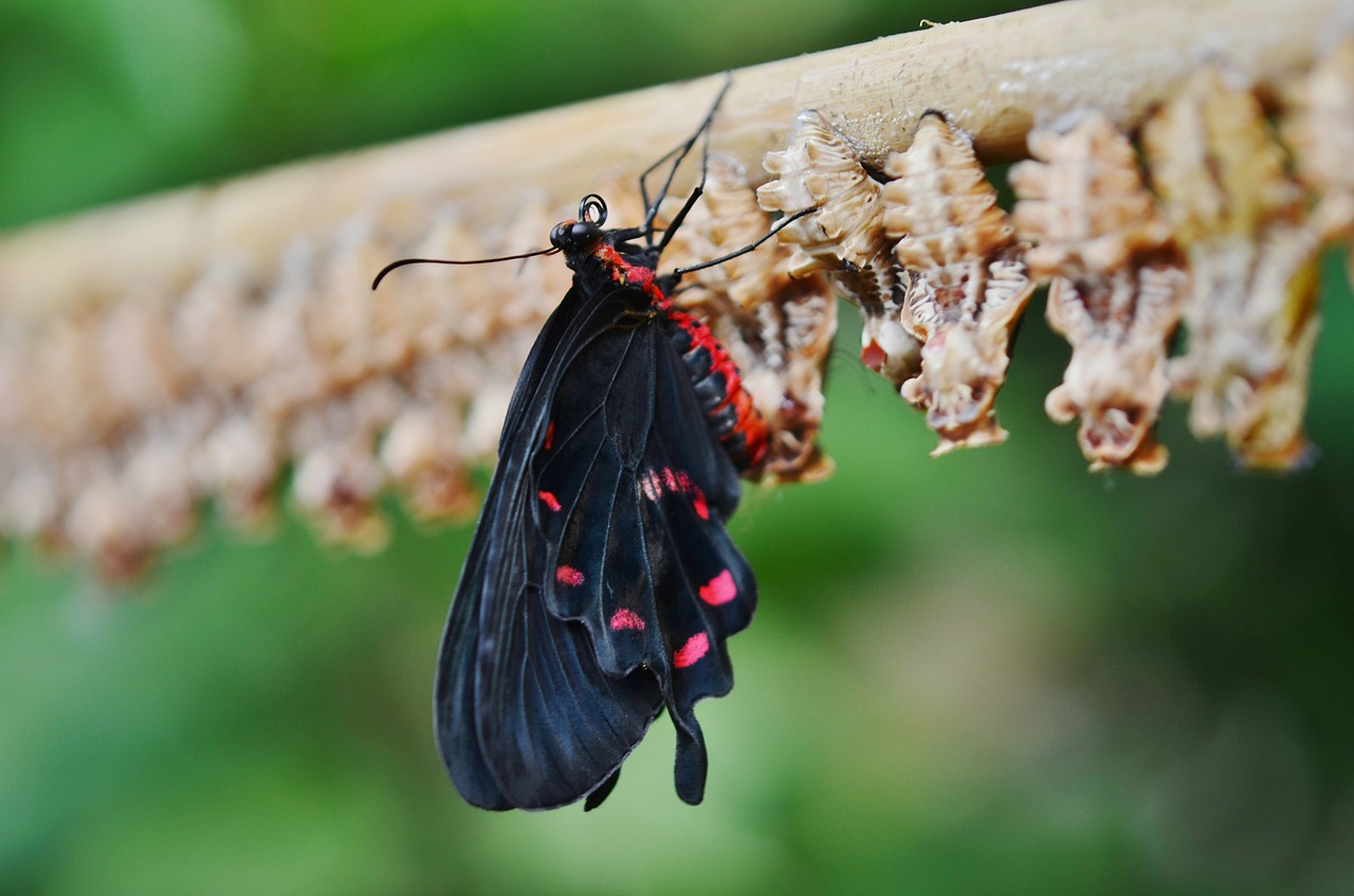 cocoon butterfly insect free photo