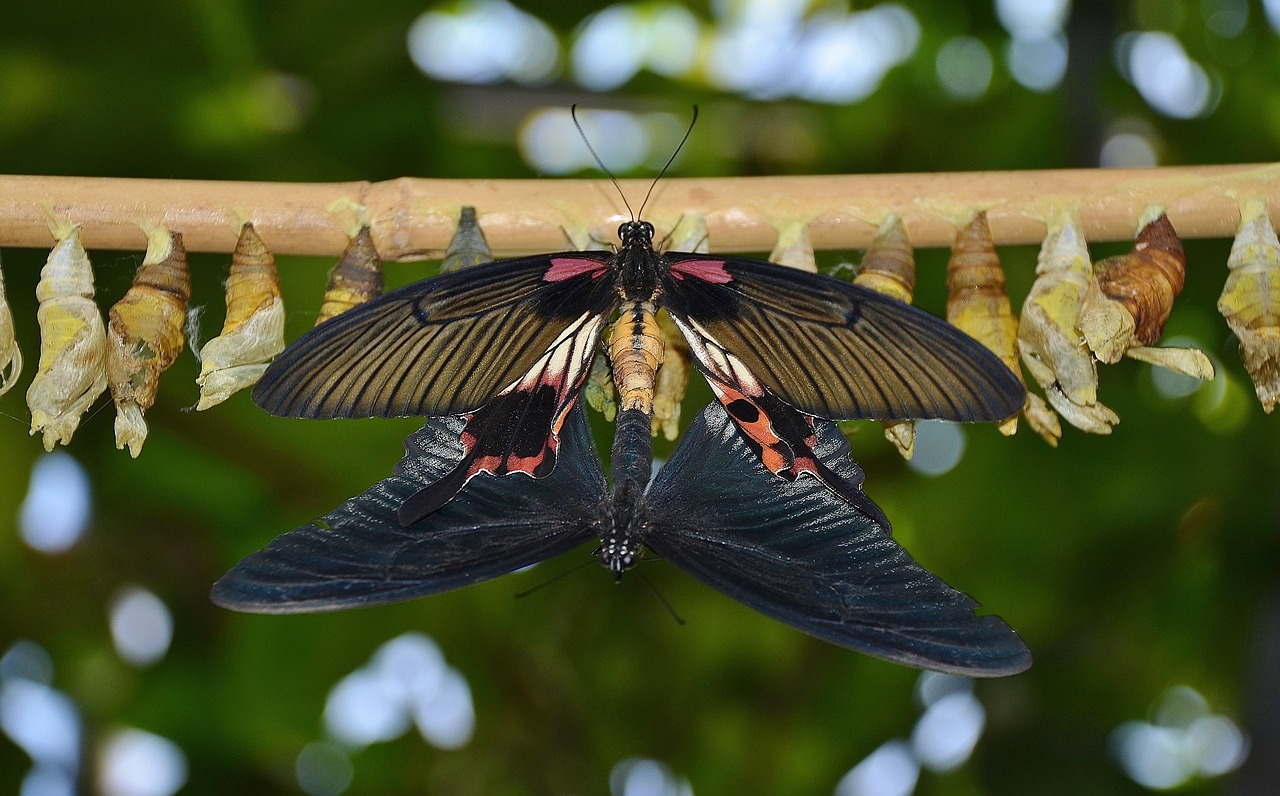 cocoons butterflies larva free photo