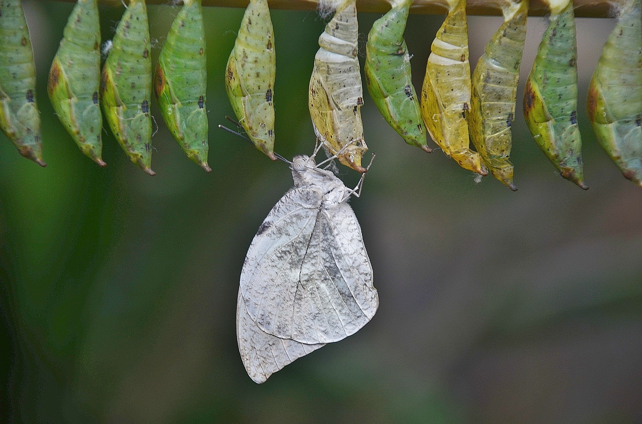 cocoons larva larvae free photo