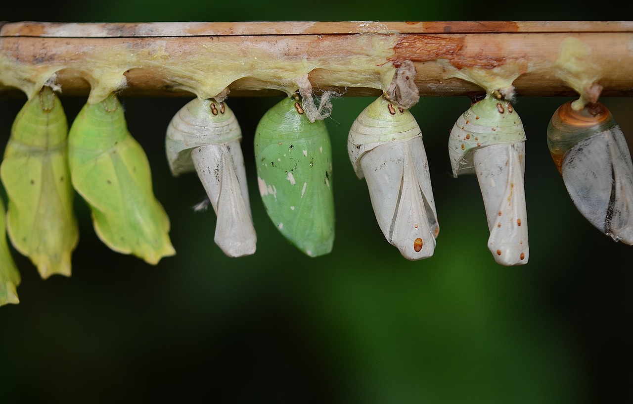 cocoons green larva free photo