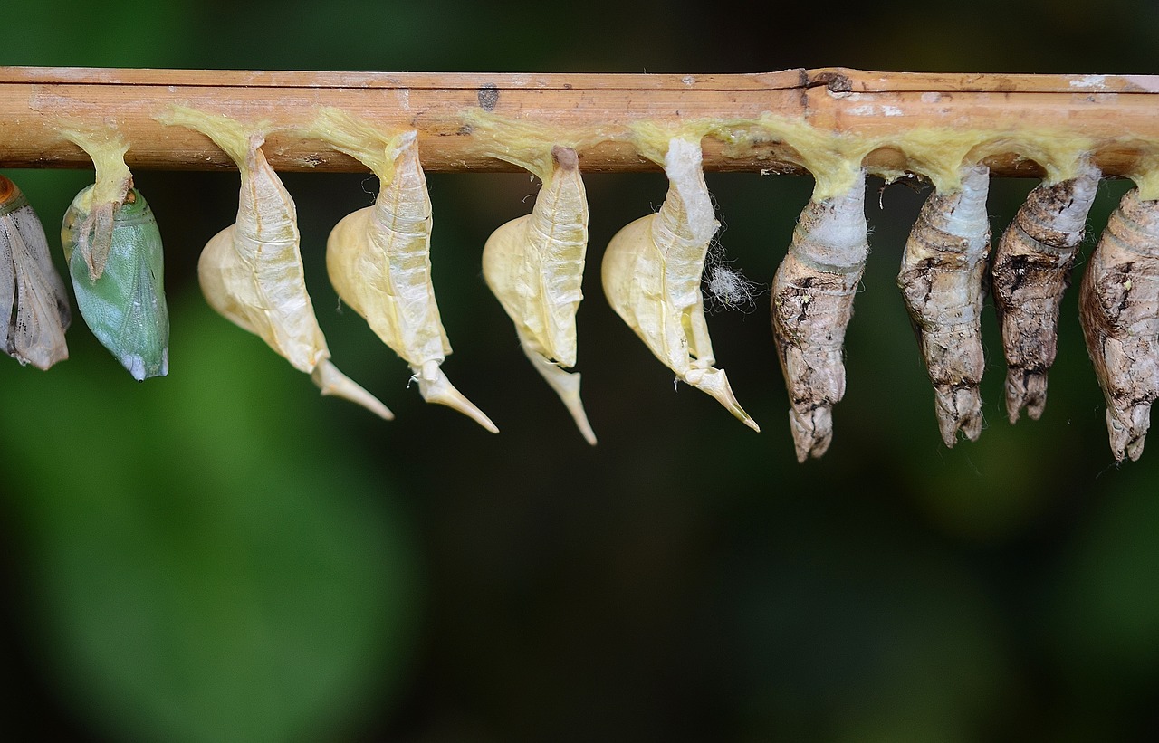 cocoons white larva free photo