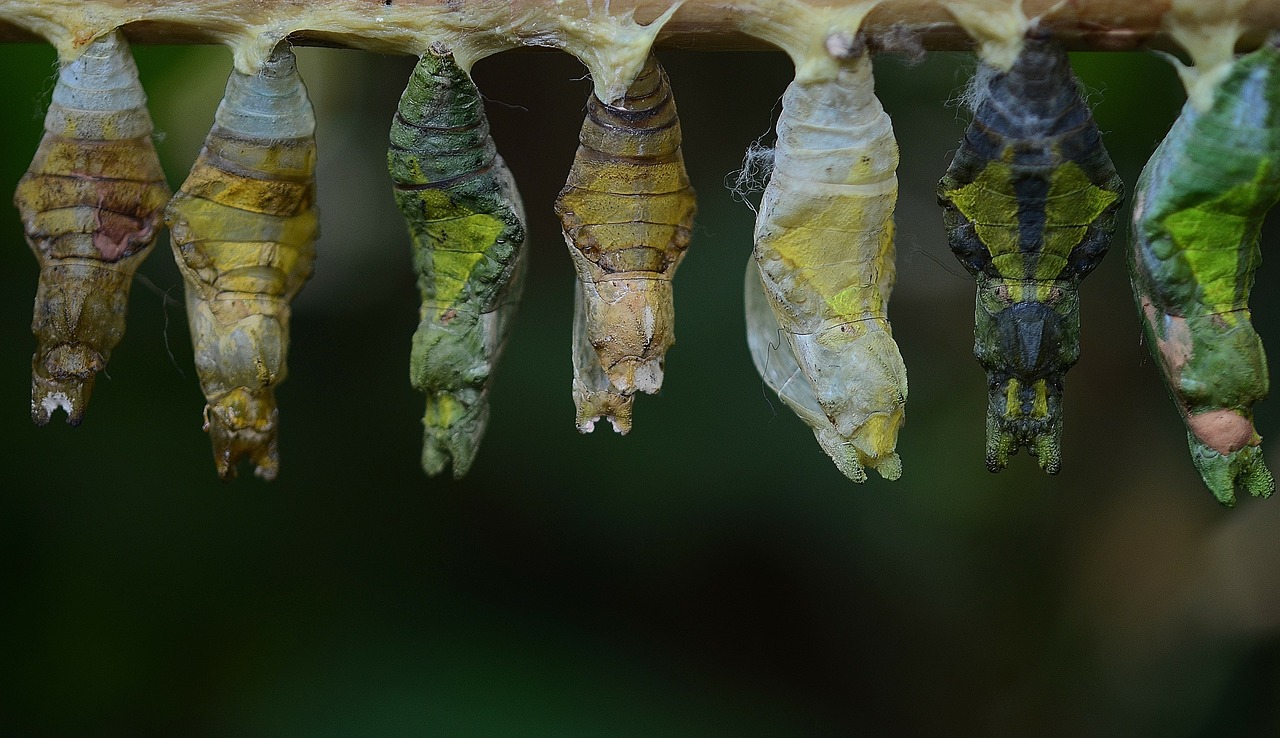 cocoons larva larvae free photo