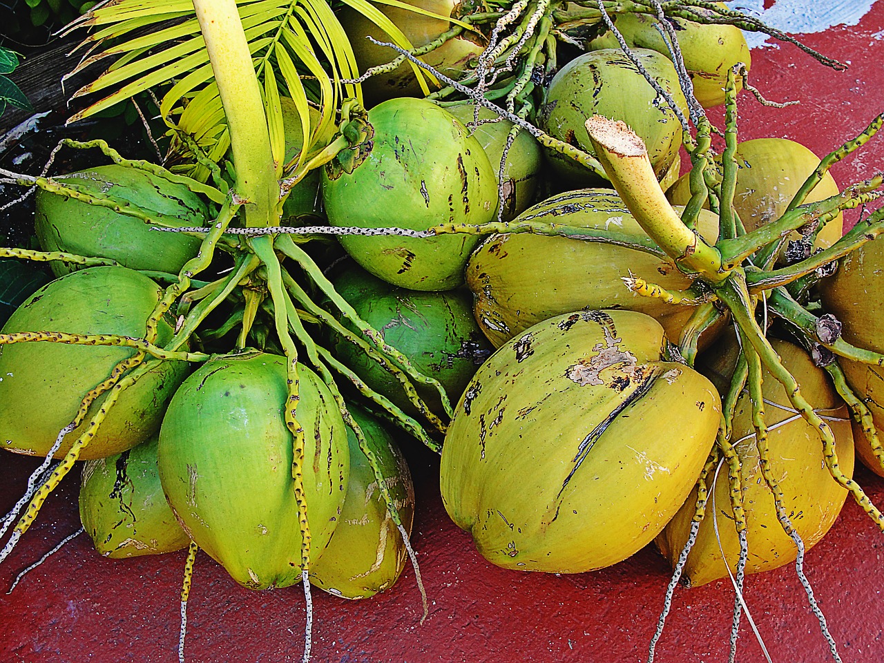 cocos fruit green bouquet coconuts free photo