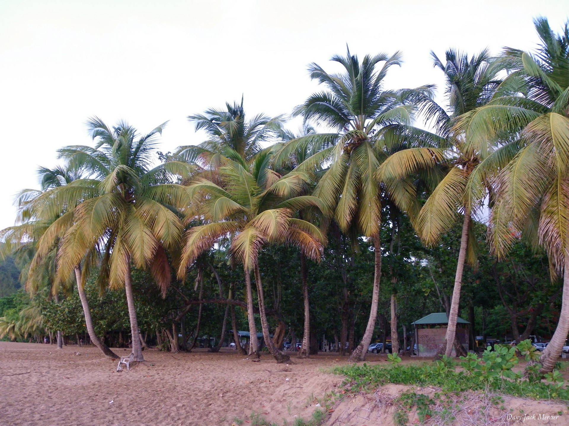 beach sea caribbean free photo