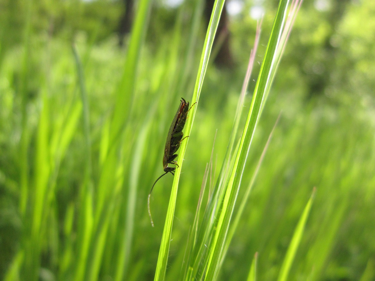 cocroch  cockroach  insect free photo