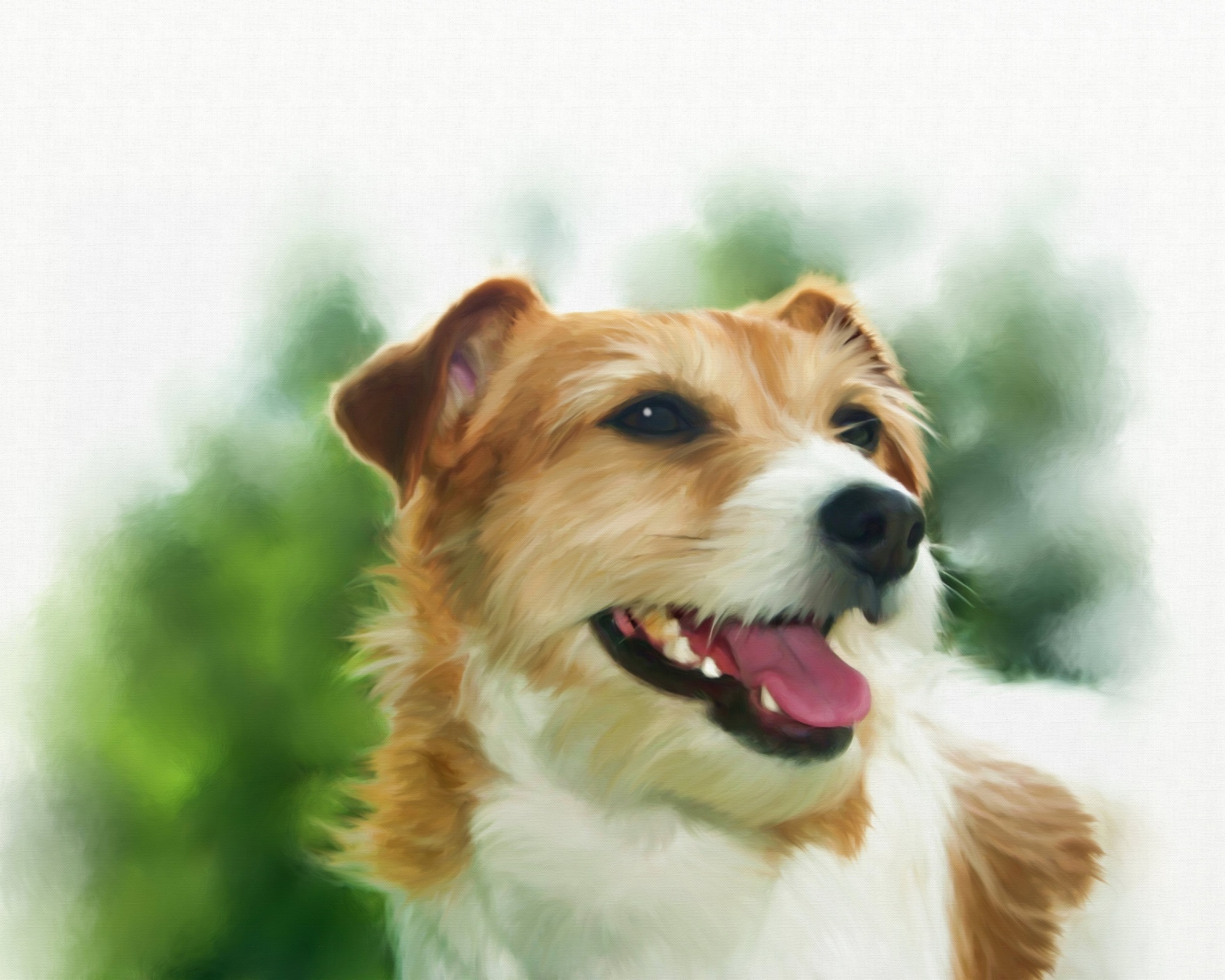 jack russell dog canine free photo