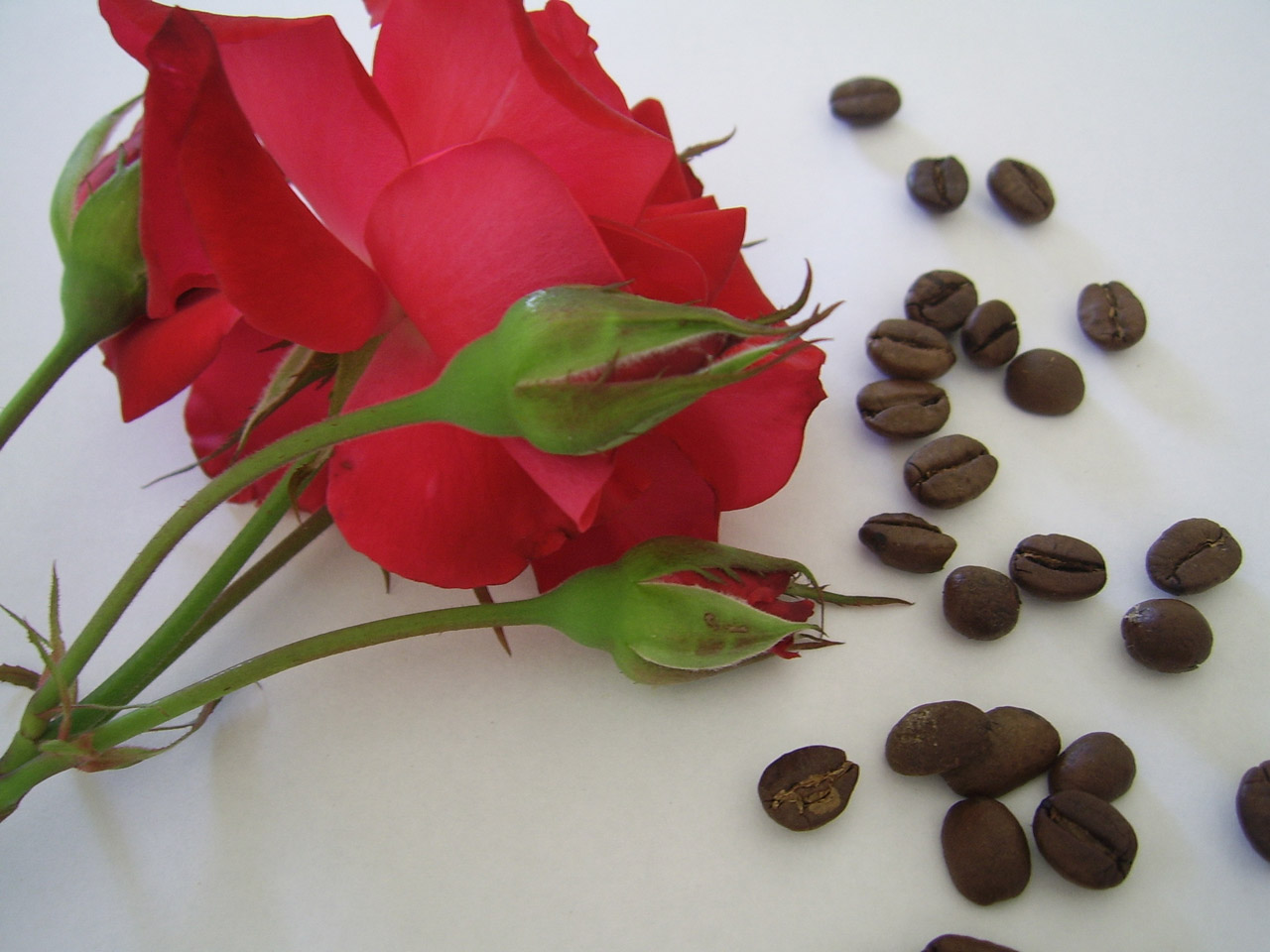 coffe beans red free photo