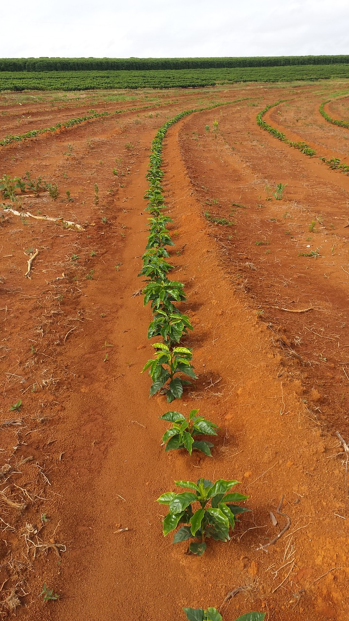 coffee plant nature free photo