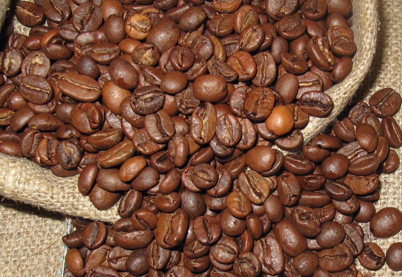 coffee arabica plant free photo