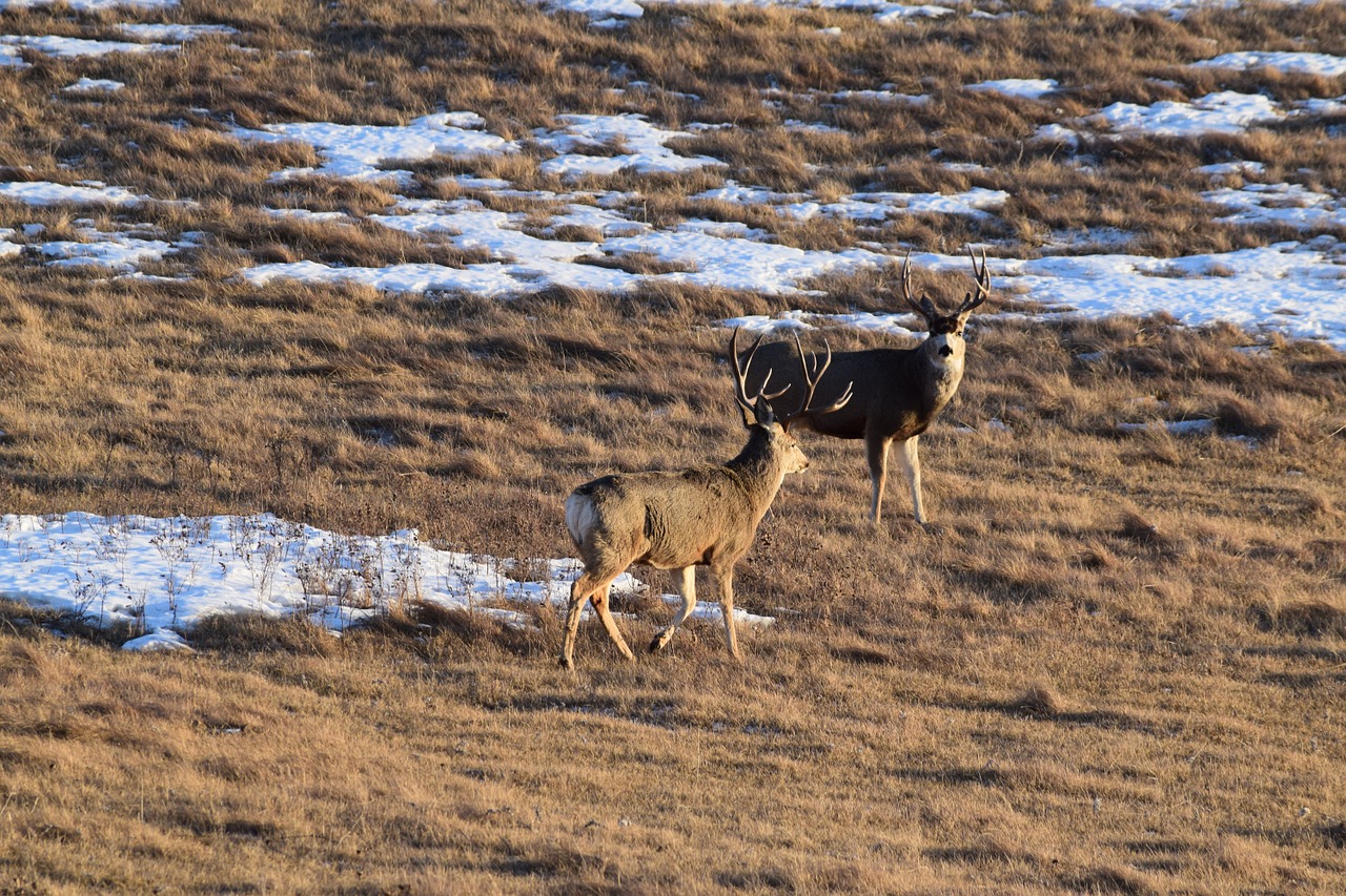 coffee deer grass free photo