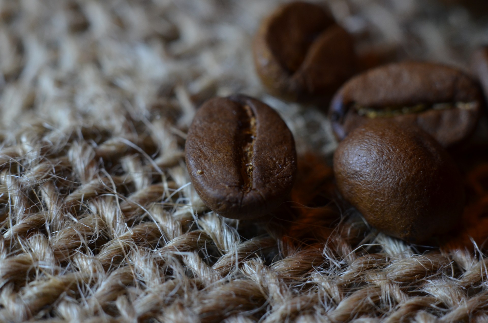 coffee bean macro free photo