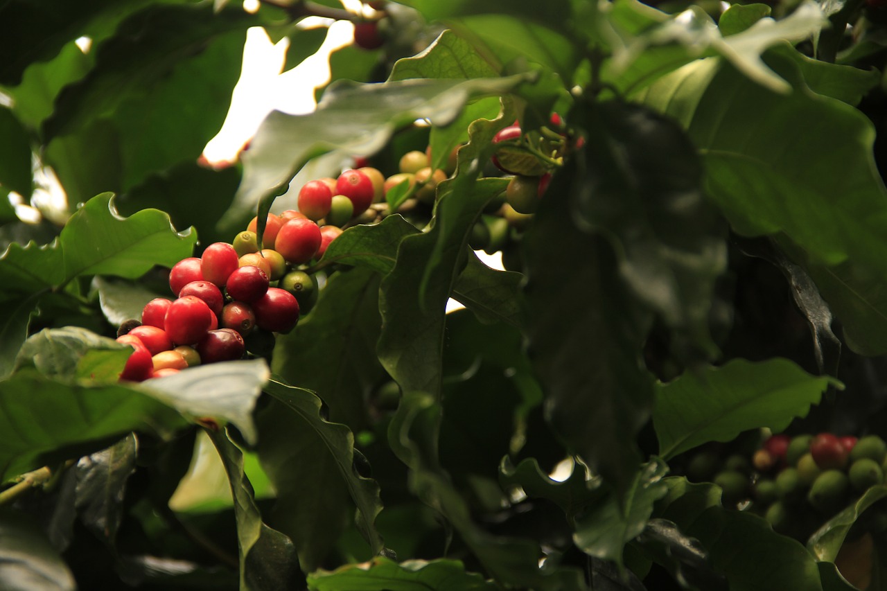 coffee fruit plant free photo