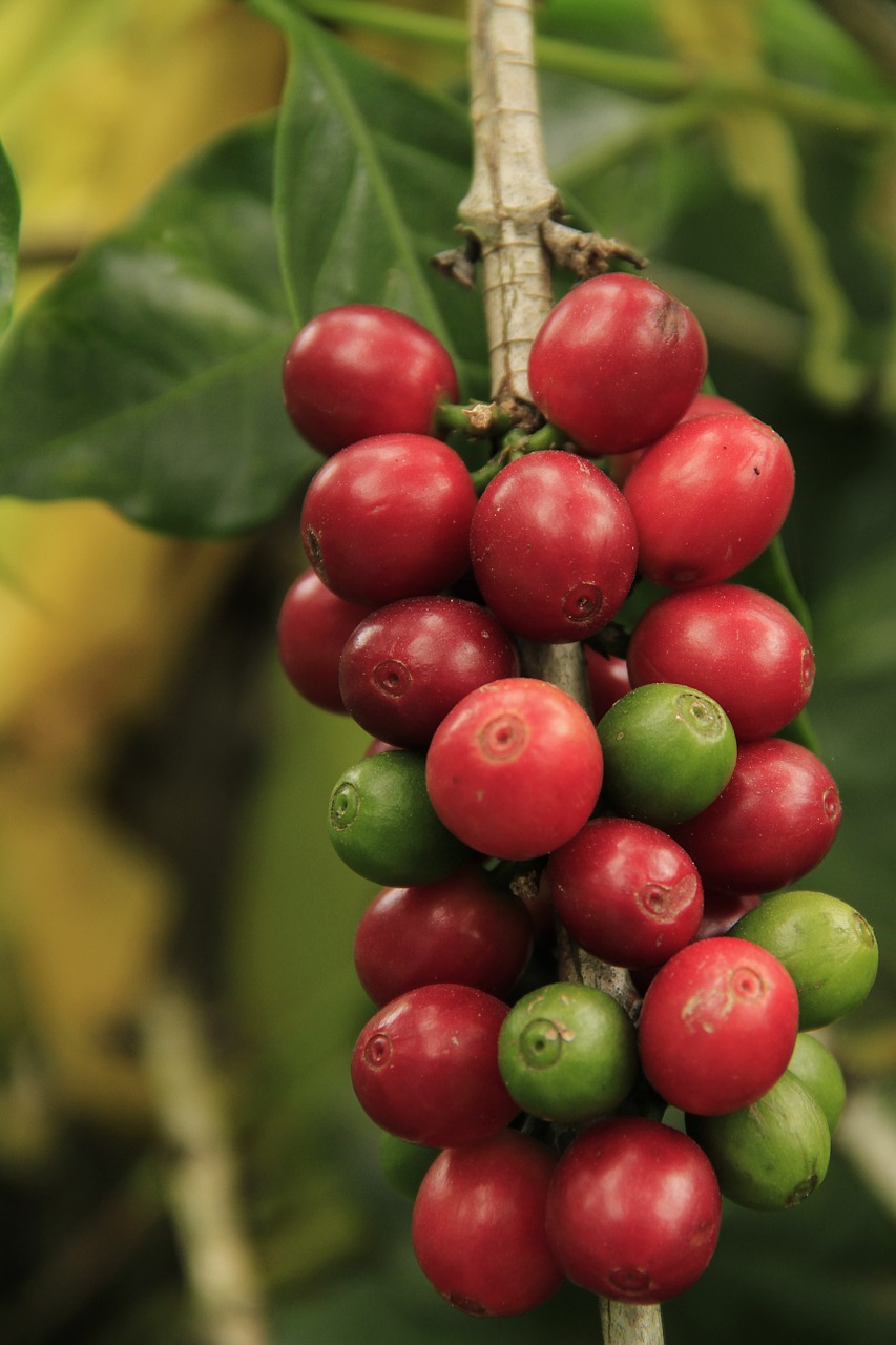 coffee fruit plant free photo