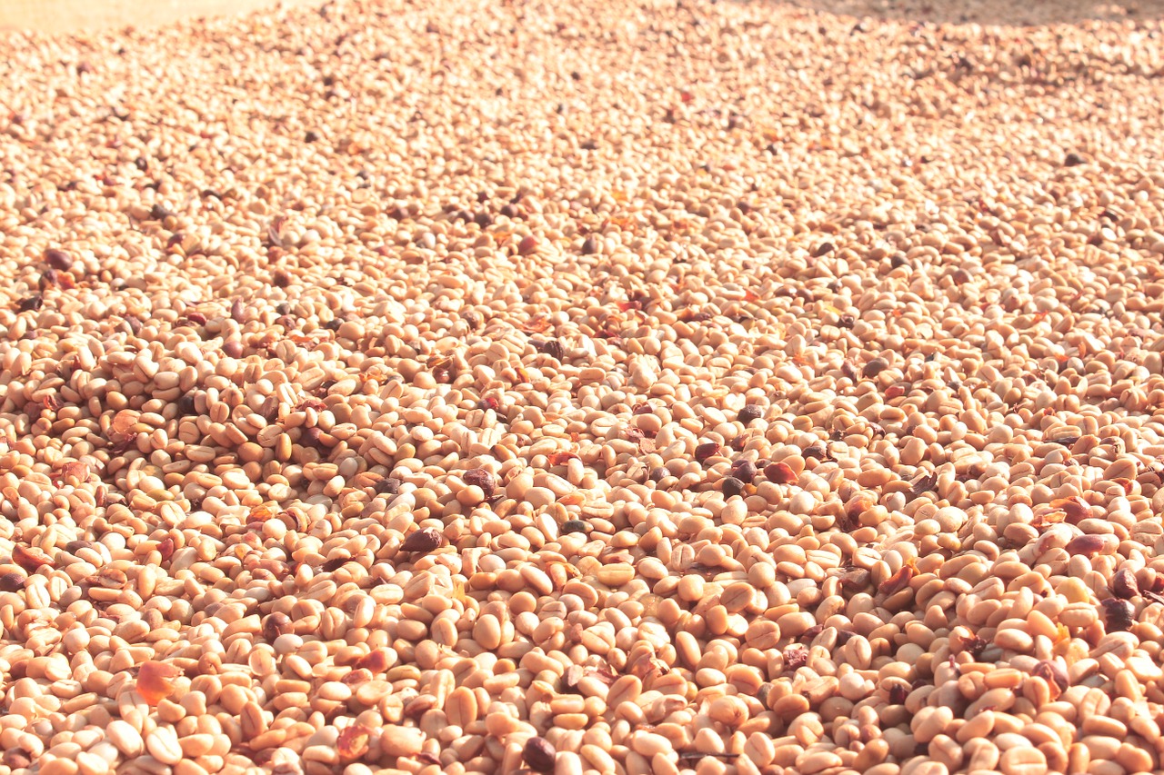 coffee fruit harvest free photo